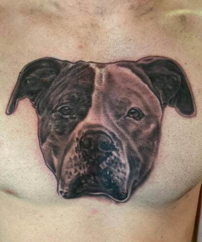 A detailed tattoo of a pit bull's face on someone's chest.