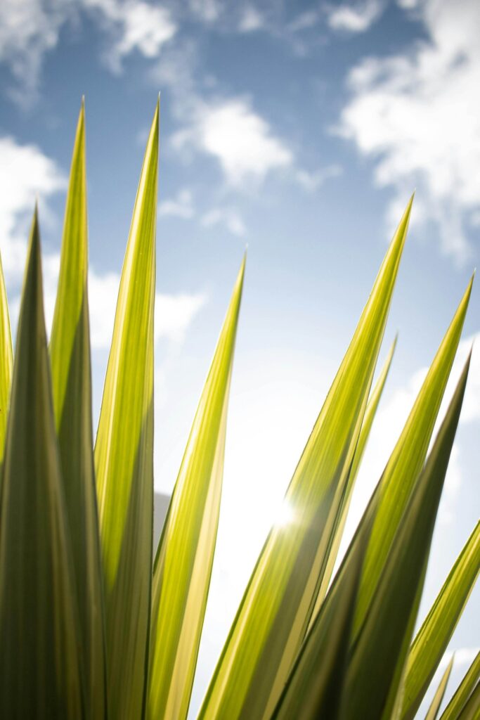 Close-up of green leaves of a plant with sunlight shining through, against a backdrop of blue sky and scattered clouds.