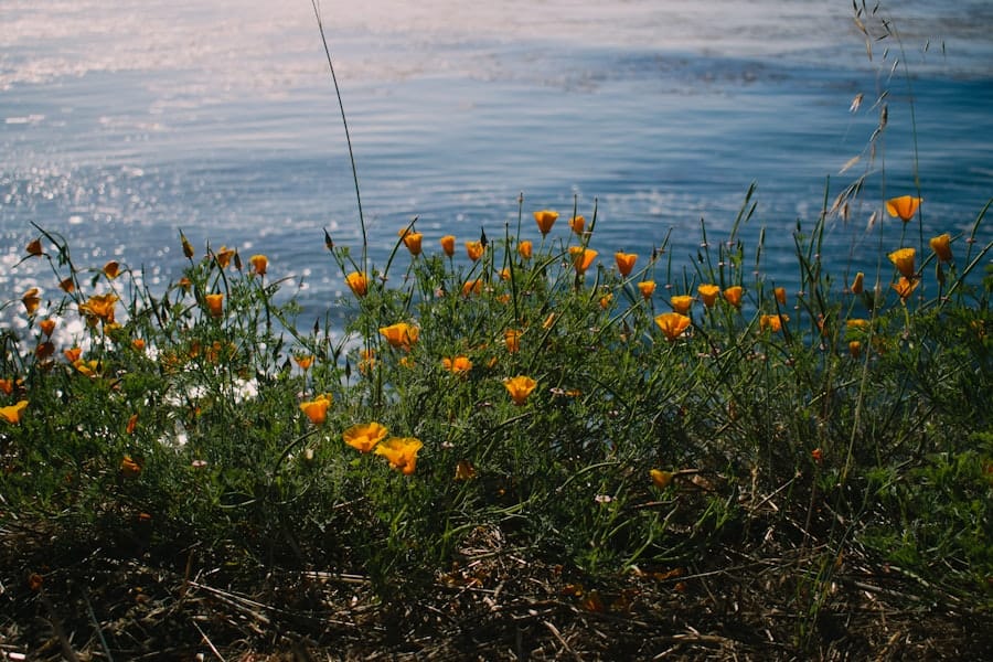 Photo California poppy