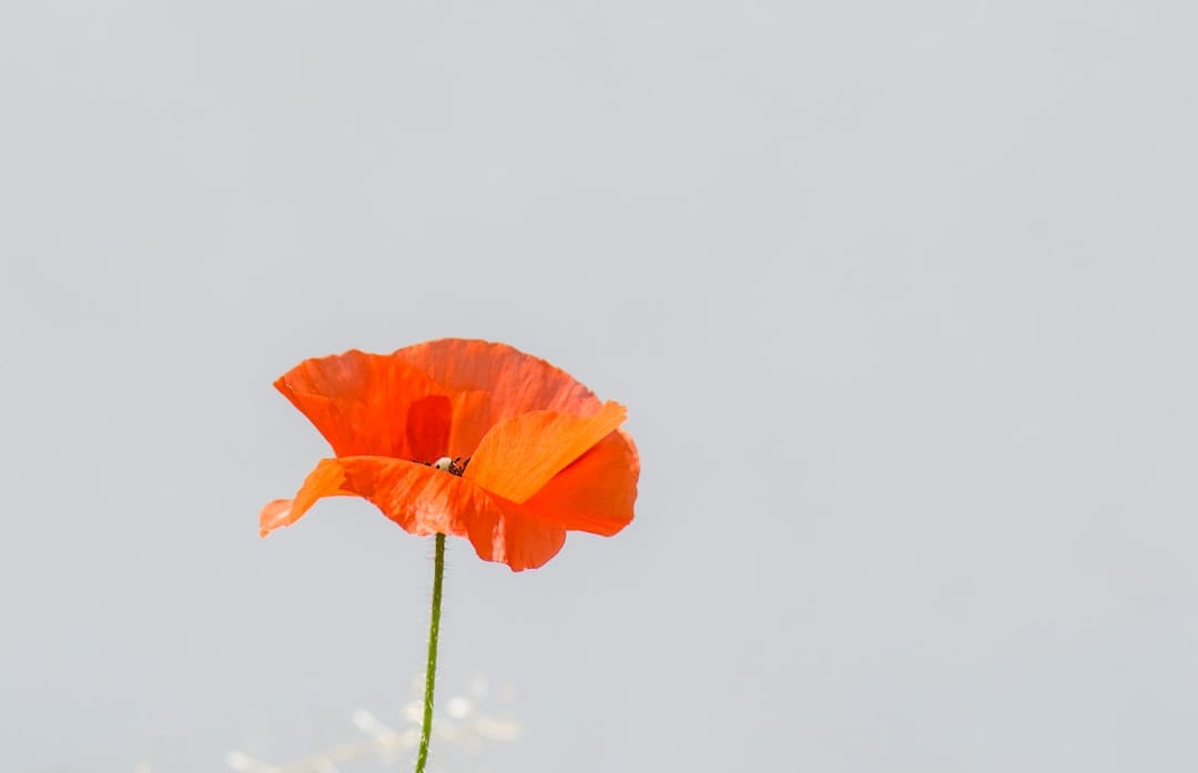 Photo California poppy