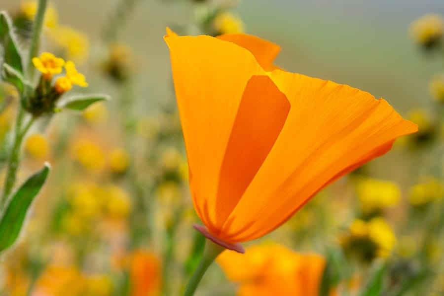 Photo California poppy