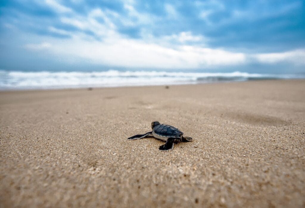A baby sea turtle crawls across sandy beach toward the ocean under a cloudy blue sky.